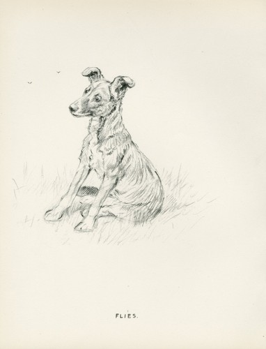 German shepherd pup and - pup, flies