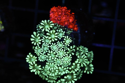 Bleeding apple goniopora - bleeding,
