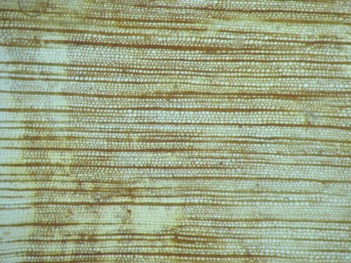 Devonian callixylon oldest - devonian,