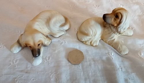 Afghan hound 2 - x, dog