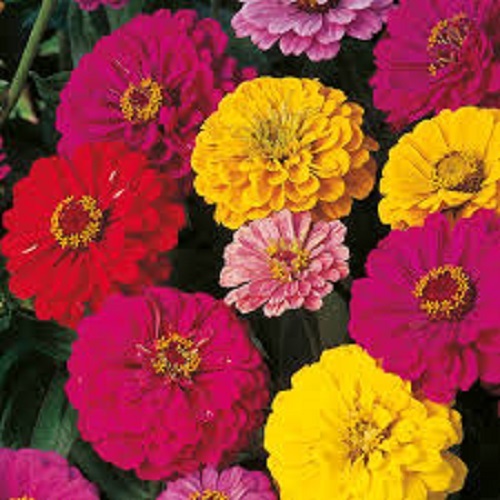 Flowers zinnia elegans dahlia - elegans,