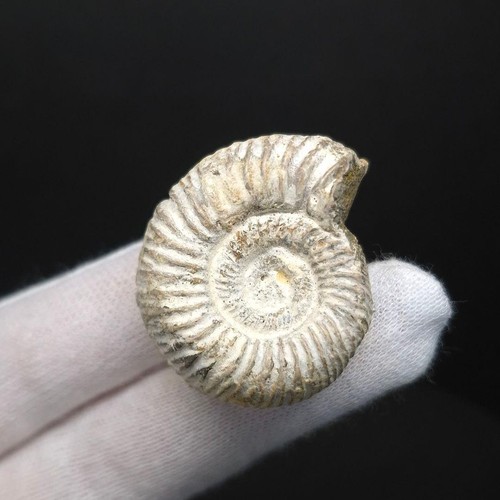 Excellent quality ammonite - quality,