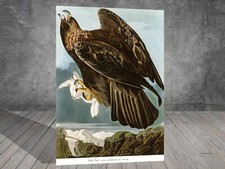 John James Audubon Golden