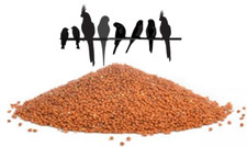 Red millet seed budgie - seed,