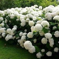 Hydrangea arborescens