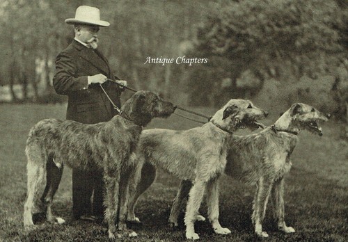 Irish wolfhound thomas ryan - thomas,