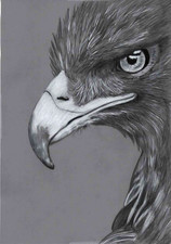 Original B&W pencil Artwork  Picture amazing close up Golden Eagle bird of prey