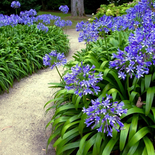 Dwarf blue lily the - 25,