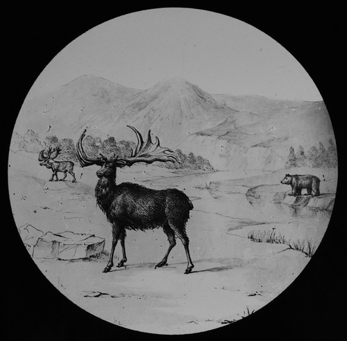 Magic lantern slide giant elk - magic,