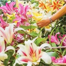 12 Giant Tree Lily Mixed Seeds Large Flower Fragrant Summer Garden Plant ORGANIC
