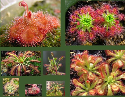 Drosera seeds collection - drosera,