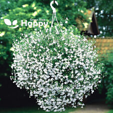 TRAILING LOBELIA CASCADE WHITE