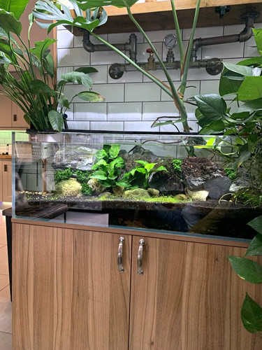 Foot aquarium and - aquarium,