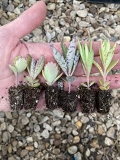 6 x Kalanchoe Plants - 6
