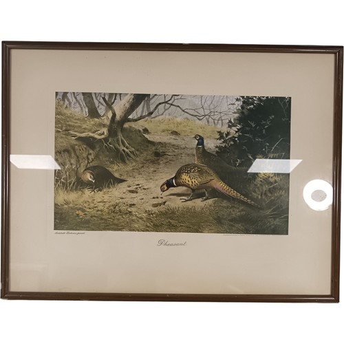 Archibald thorburn pheasant - archibald,