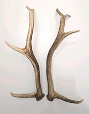 Red Deer Stag Antlers 51-52cm