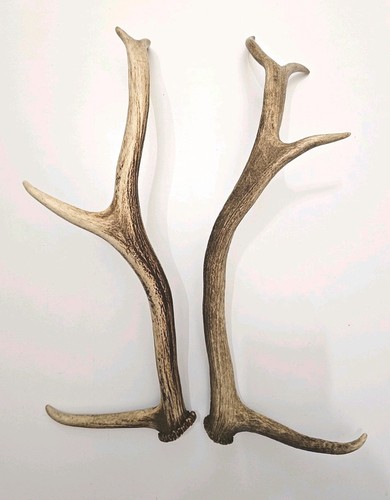 Red deer stag antlers - red,