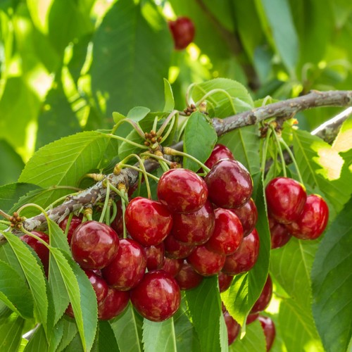 Mini dwarf cherry sylvia fruit - mini,