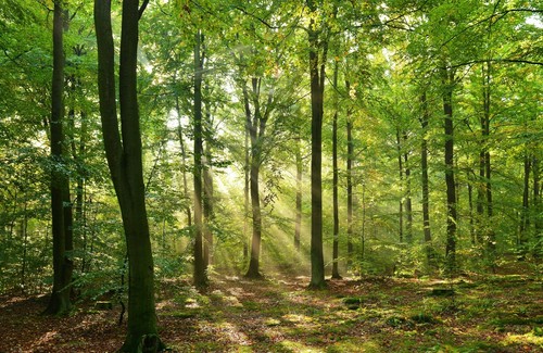 Photo wall mural glade - photo,