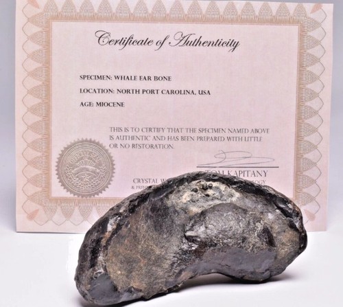 Fossil whale ear bone - ear,