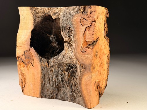 Hollow live edge - live, elm