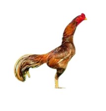 Brasilian Wild Aseel Asil