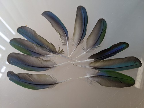 10x naturally moulted - moulted, parrot