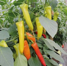 3x Chilli HUNGARIAN HOT Wax