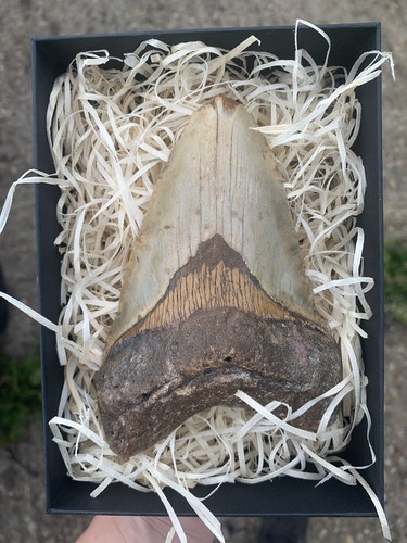 Fossil megalodon shark tooth - shark,