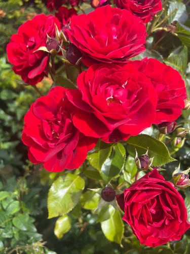 Nadia fragrant red rose - nadia,