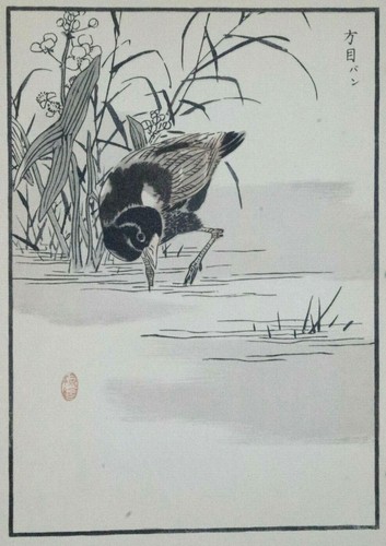 Bairei moorhen gallinule print - bairei,