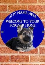 pnc707 German Shepherd Pup