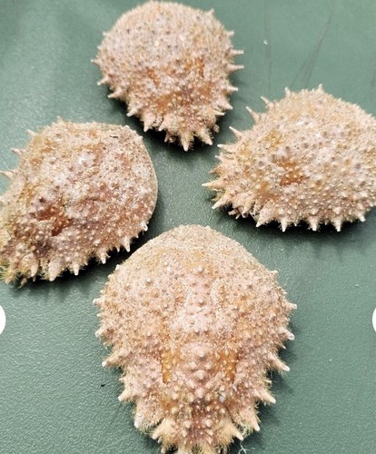 Spider crab shells small - crab,