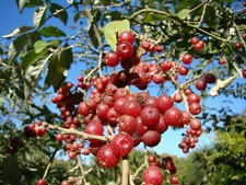 ELAEAGNUS UMBELLATA, Autumn Olive, rare deciduous fruit shrub, hardy, 7-8cm tall