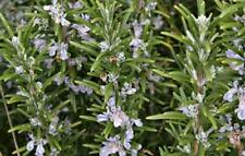 Pack x3 Rosemary 'Officinalis' Garden Herb Garden XXL Supersize Plug Plants