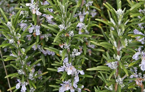 Pack rosemary officinalis - rosemary, 'officinalis'
