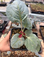 Rare Cyphostemma Rutilans Own Root Random Caudex Boutique