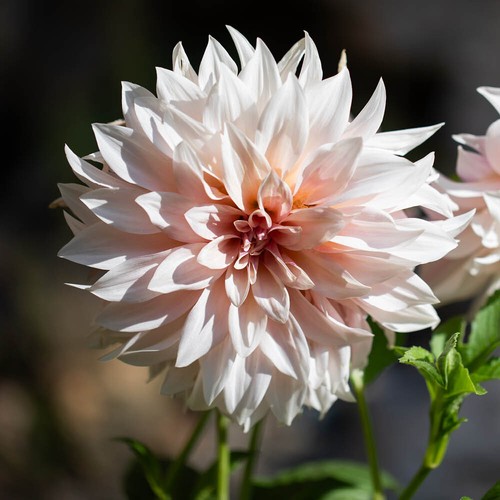 Dahlia cafe lait set of - dahlia,