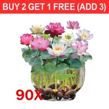 90 Seeds Lotus Mix Flower Seed Hand Picked Aquatic Plants Water Garden Decorate