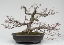 Acer Palmatum Seigen  (