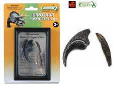 Allosaurus Dinosaur Tooth and