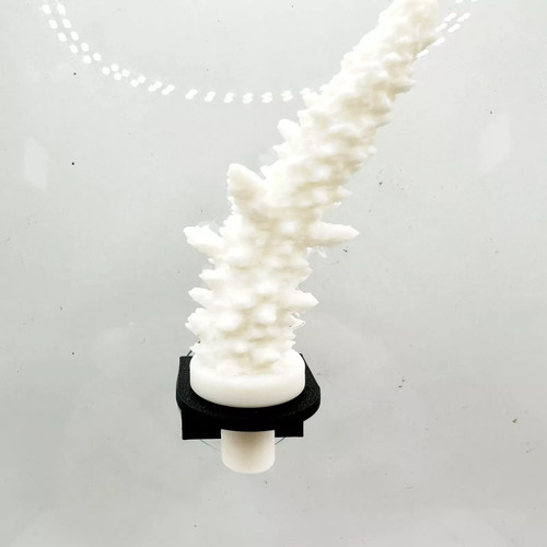 Pack aquarium coral frag - pack,