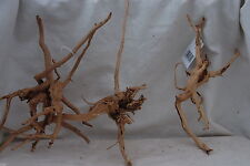 Air Plant Mount - Wood Root - REDMOOR RANDOM PIECE 20cm Ionantha Reindeer Moss