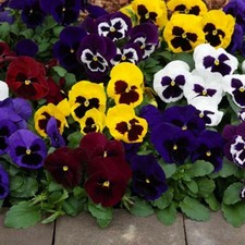 Pansy Plants Garden Plugs x 40