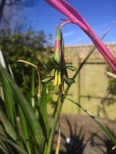 Bilbergia Nutan Queens Tears
