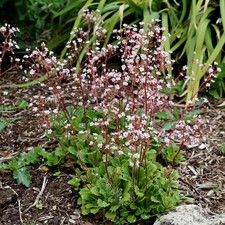3 Large London Pride Saxifraga