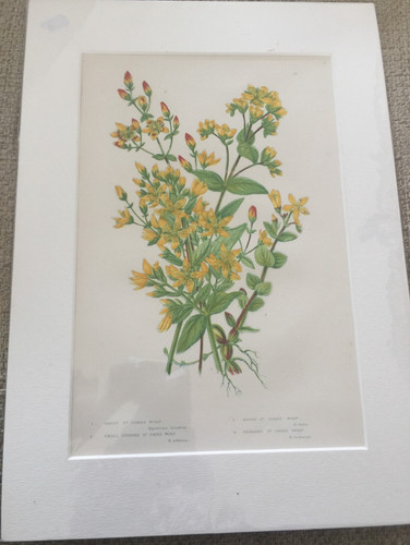 Antique print john wort - antique, st