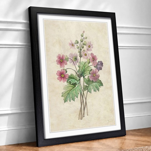 Chinese primrose flowers - chinese,