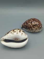 Large Tiger Cowrie Shells 10cms 8cms in good condition