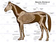 ANIMALS SKELETON BONES HORSE ANATOMY 12 X 16 INCH ART PRINT POSTER HP2115